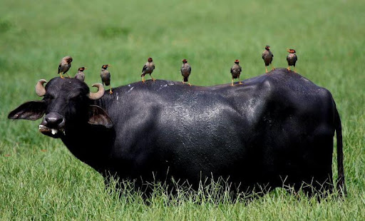 Kerbau dengan Burung Jalak