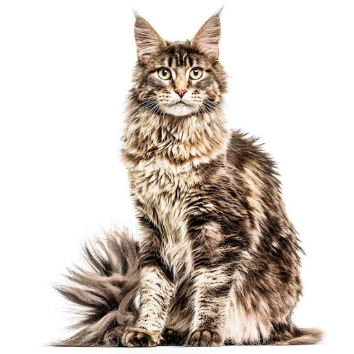 kucing maine coons