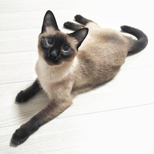 kucing siamese