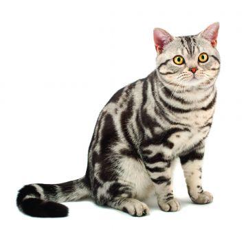 kucing american shorthairs