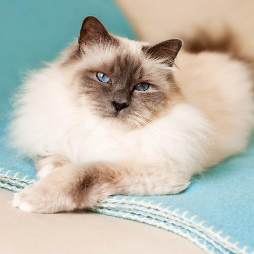 birmans