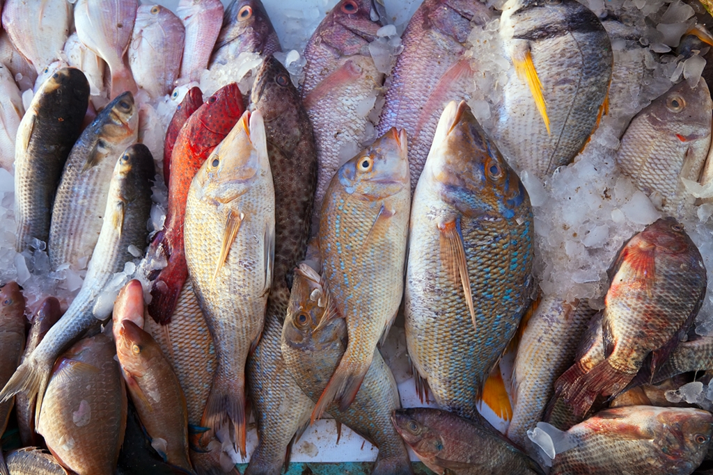 Pengawetan dengan Suhu Dingin Pada Ikan Bandeng 