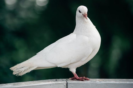 burung merpati