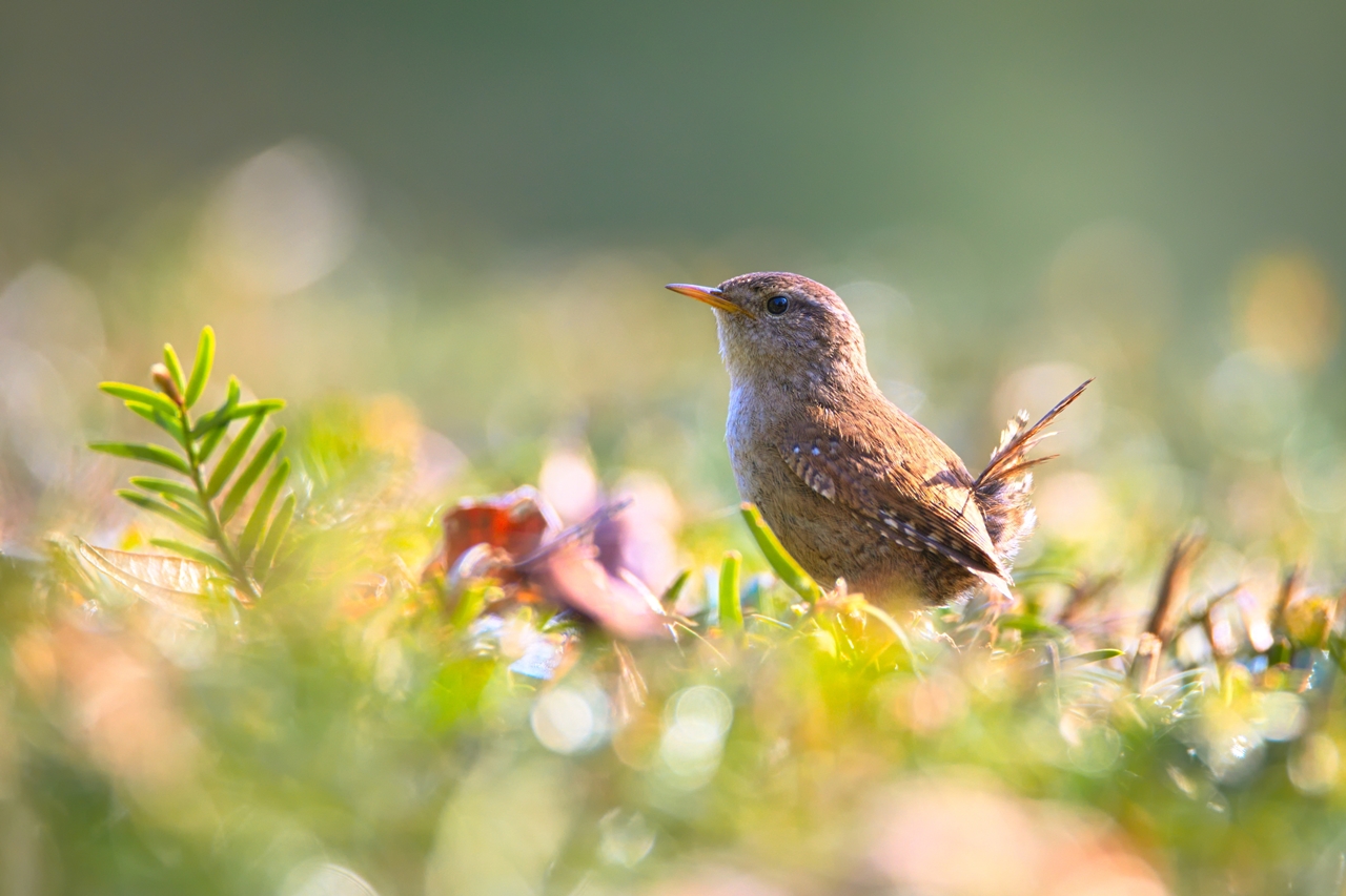 Arti Mimpi Burung 