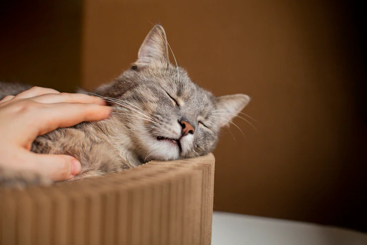 Kenapa Kucing Tidak Mau Makan dan Lemas Tidur Terus