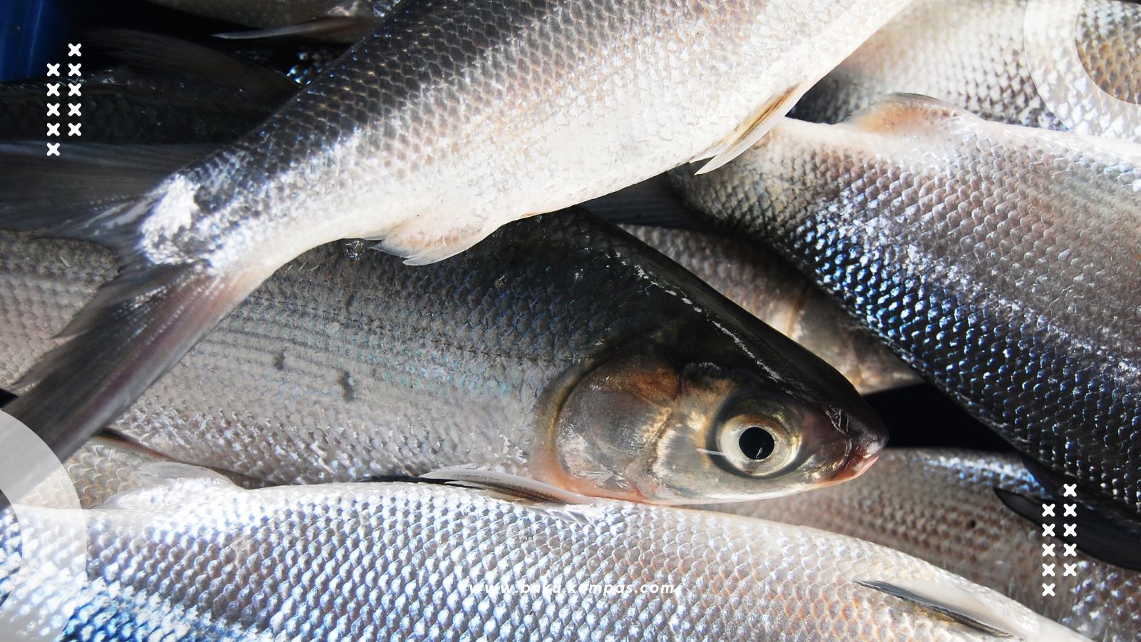  Jenis Ikan Laut Konsumsi