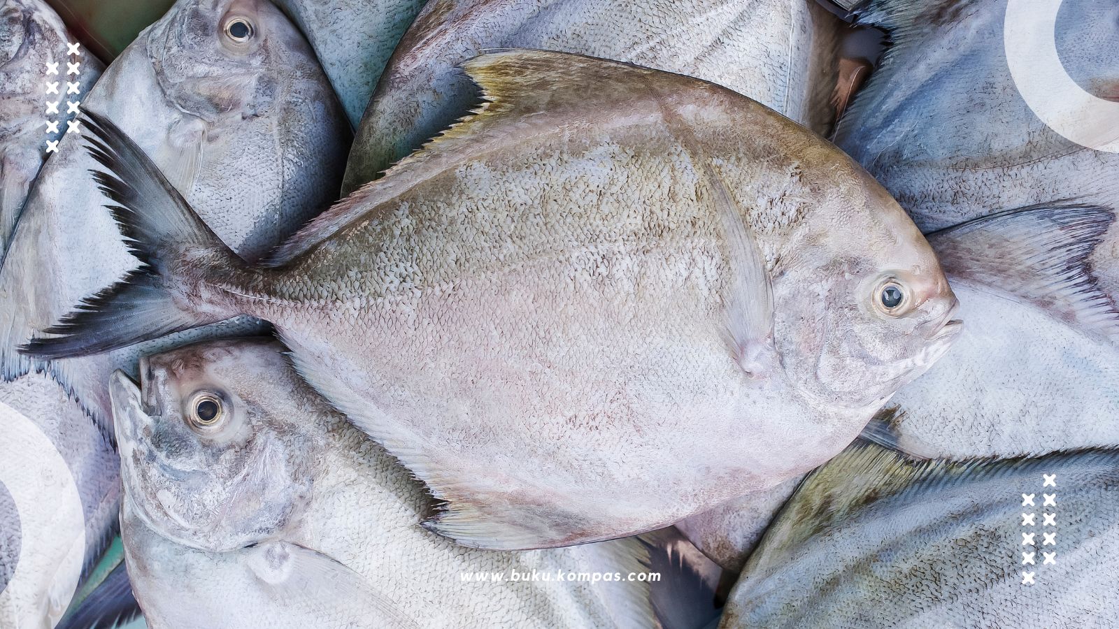 Jenis Ikan Laut Konsumsi