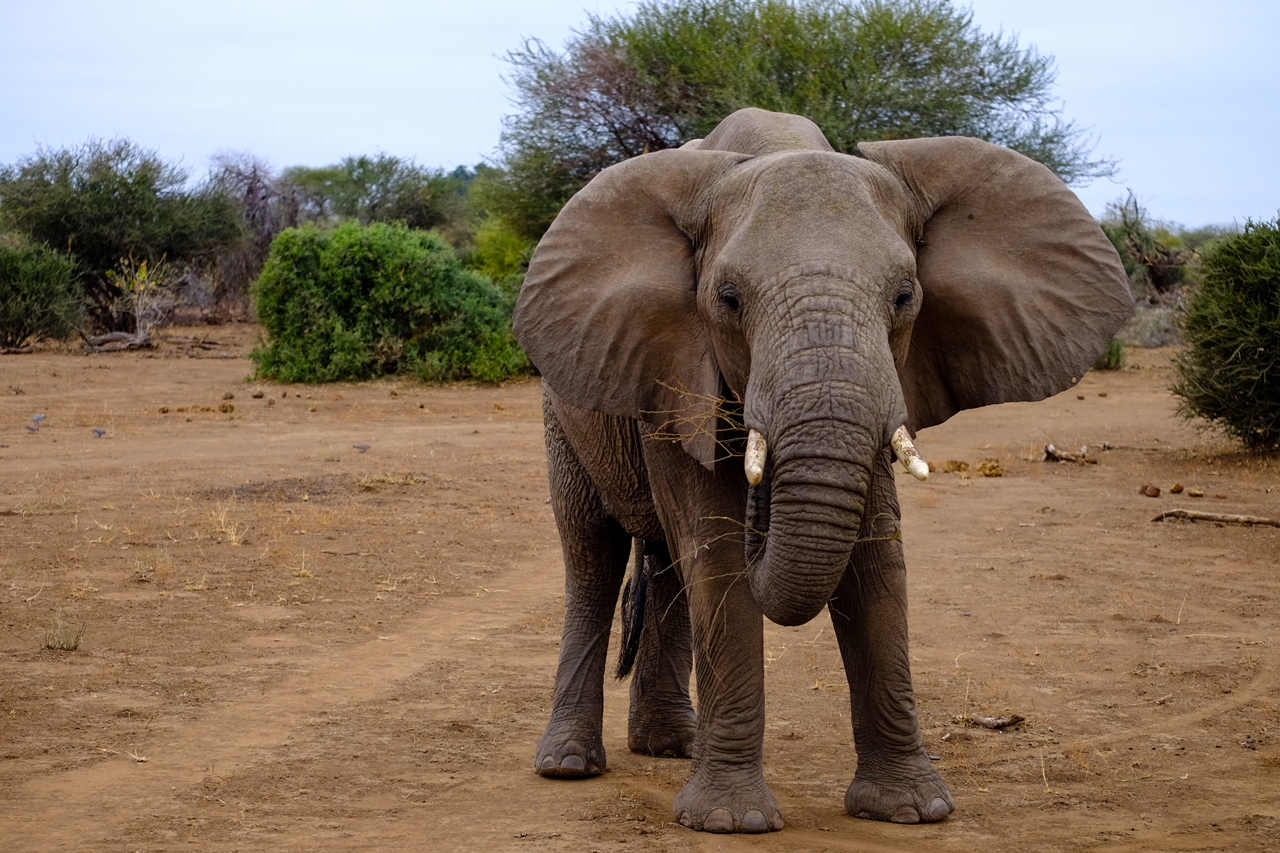Mimpi Melihat Gajah