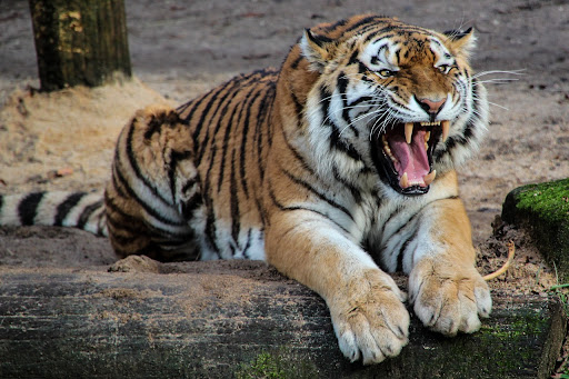 harimau