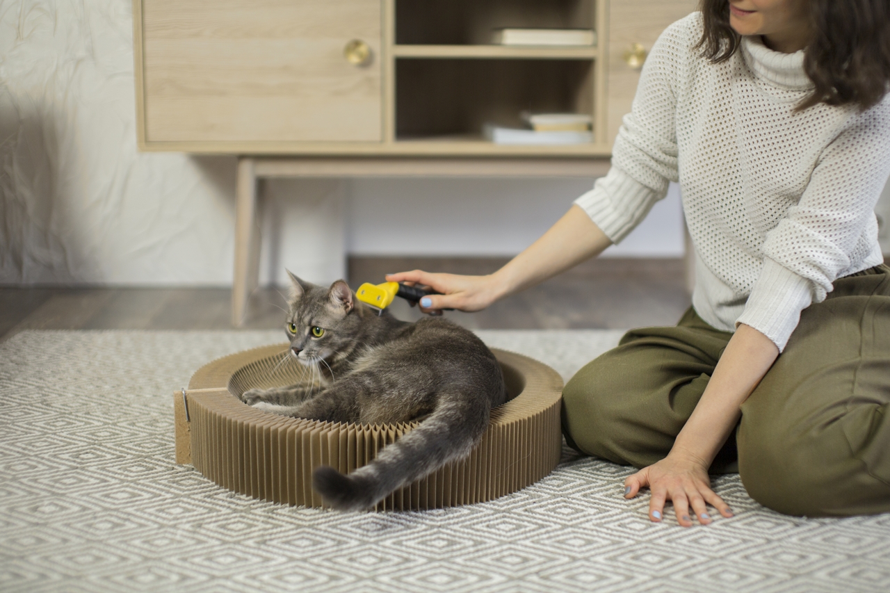 Cara Menghilangkan Kutu Kucing