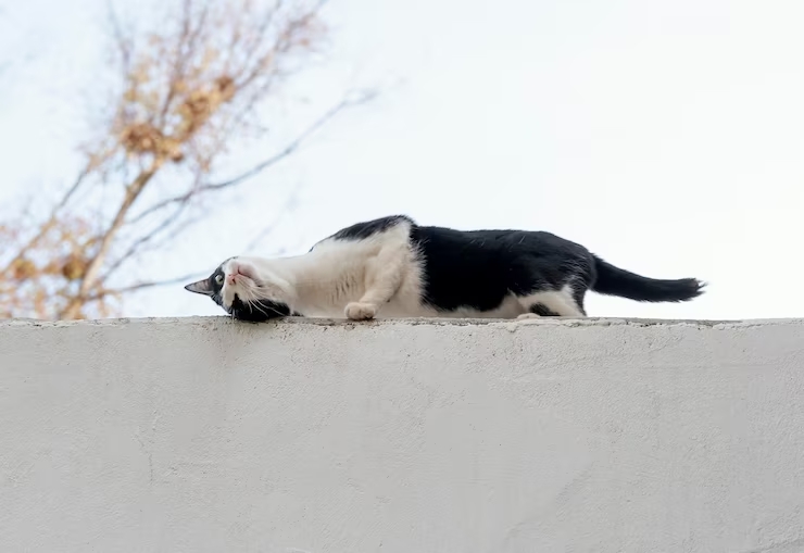 Cara Mengatasi Kucing Keracunan