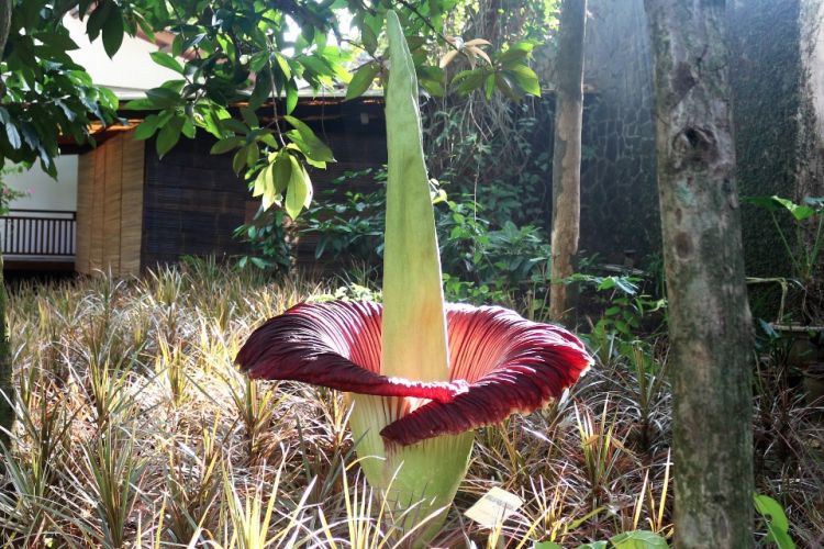 Bunga Langka di Indonesia