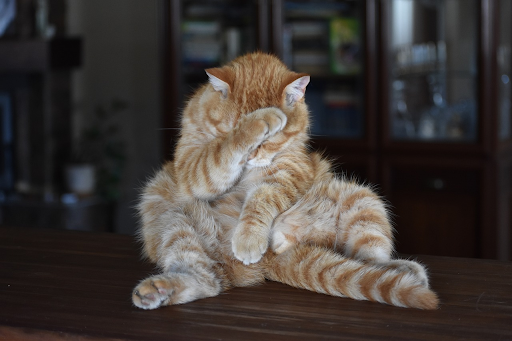 penyebab kucing tidak mau makan