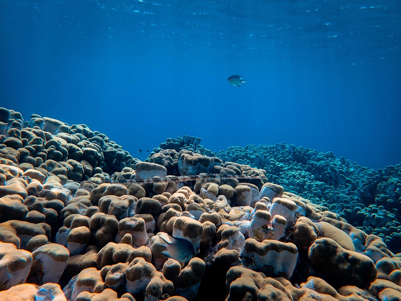 Laut Terdalam di Dunia 