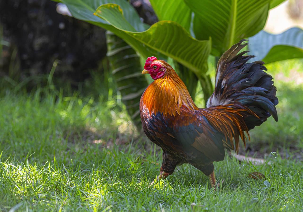  Ayam Pama