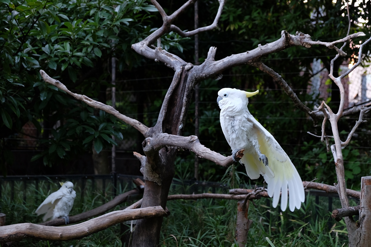 Bukan Hewan Langka Tapi Dilindungi