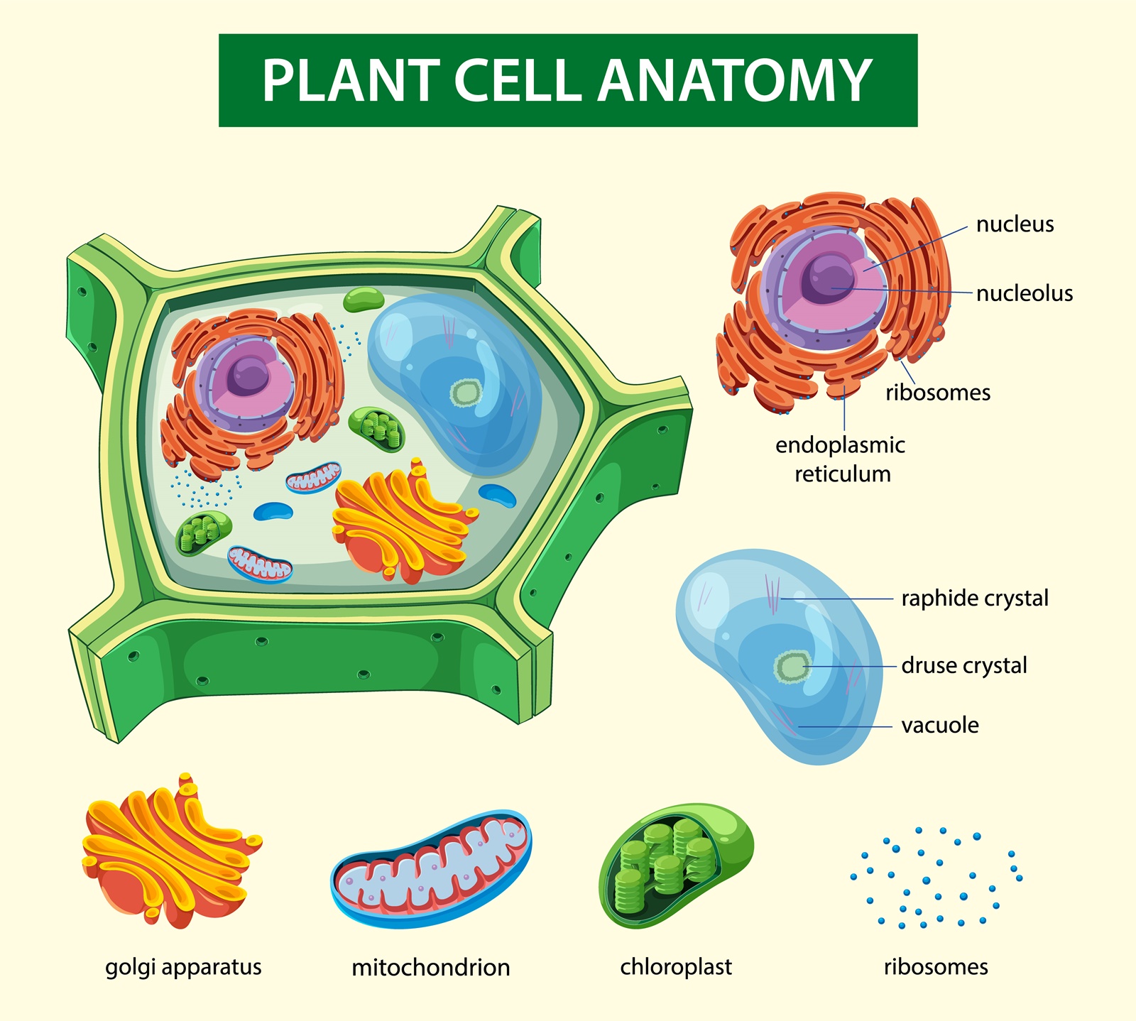 Fungsi Mitokondria pada Sel Tumbuhan