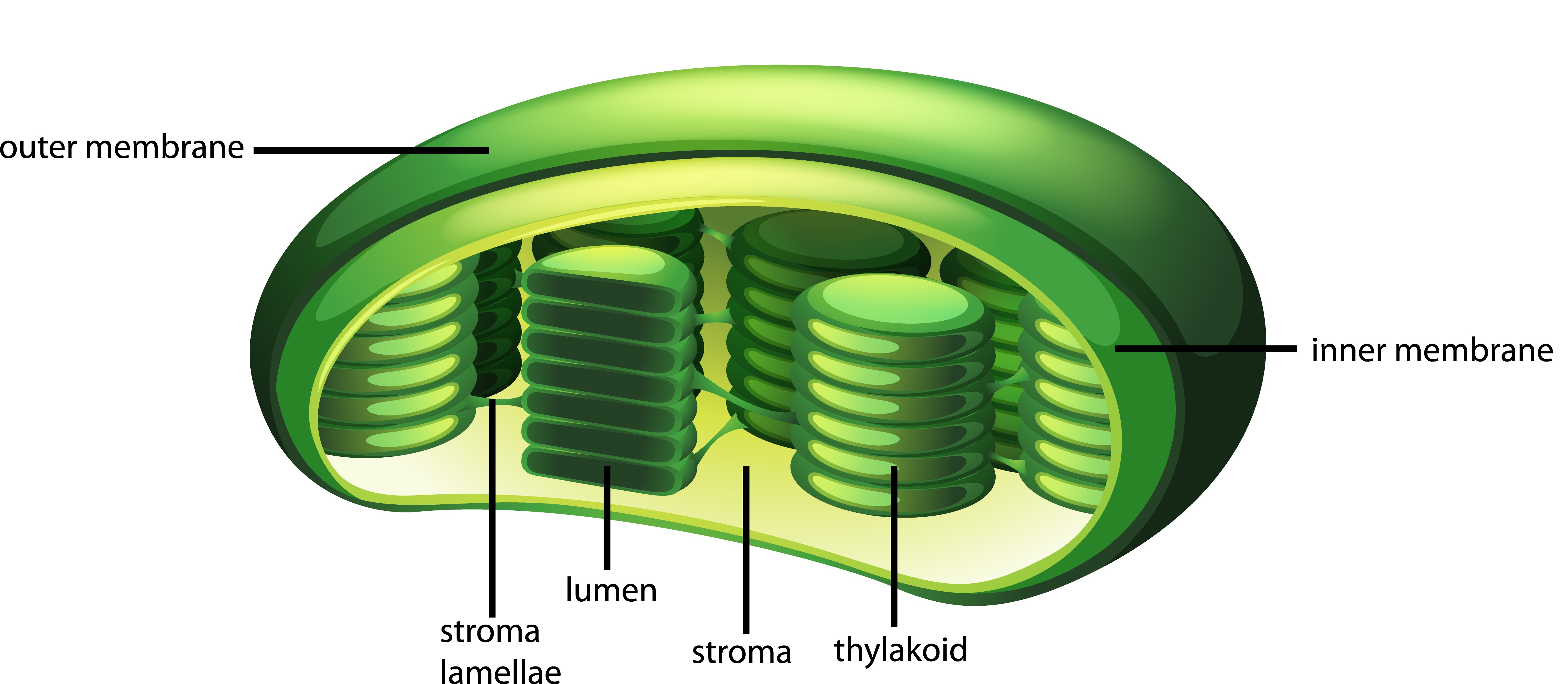 Fungsi Kloroplas pada Sel Tumbuhan