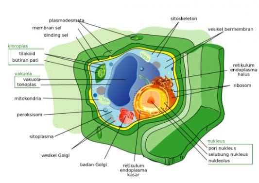 Organel Sel Tumbuhan dan Fungsinya