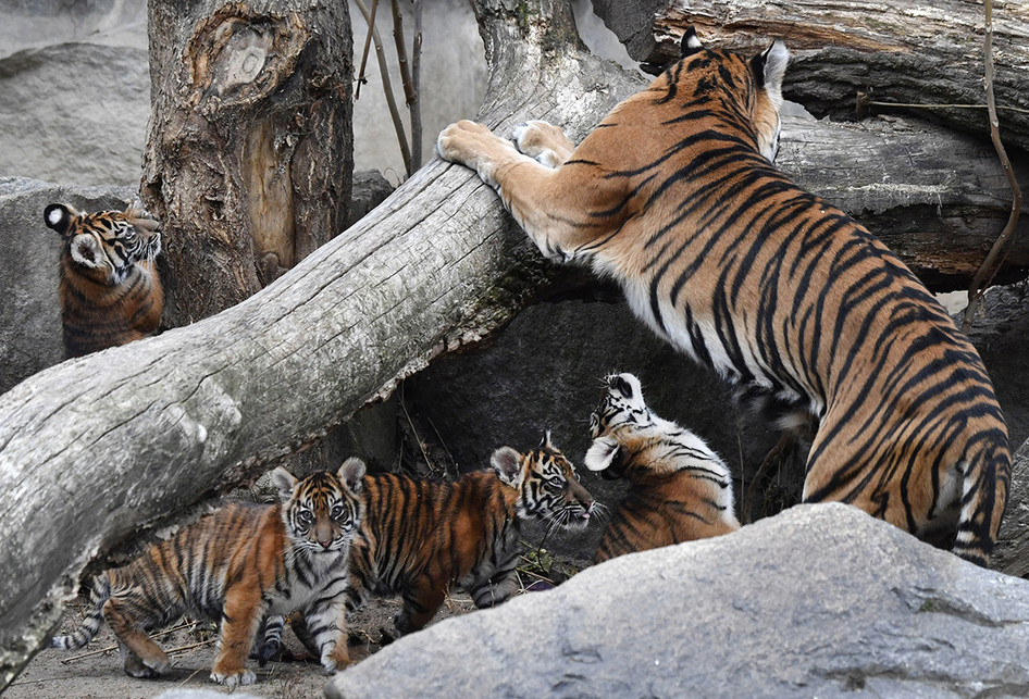 Empat Anak Harimau Sumatera Lahir di Jerman