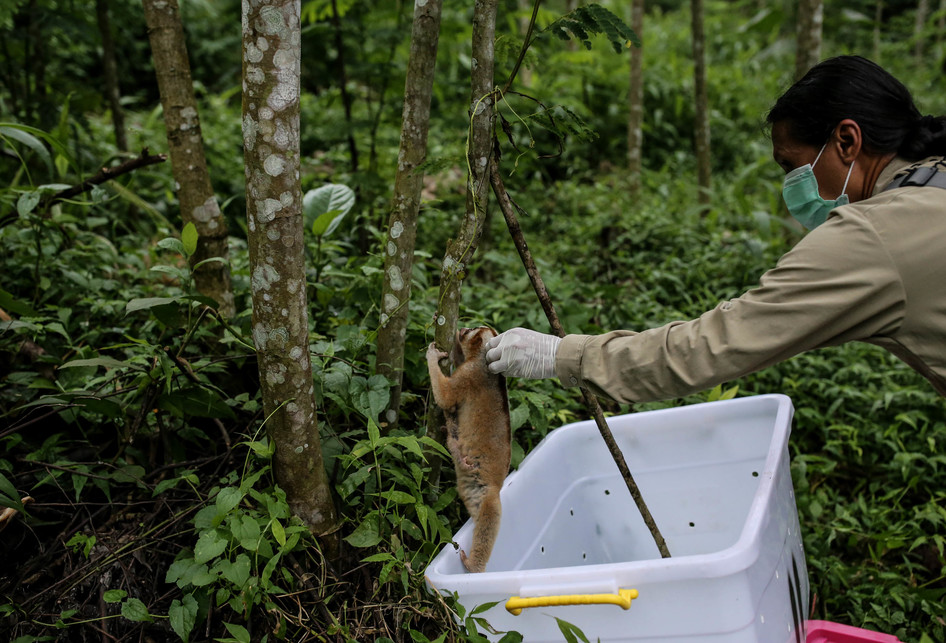 Pelepasliaran Kukang Oleh International Animal Rescue (IAR)