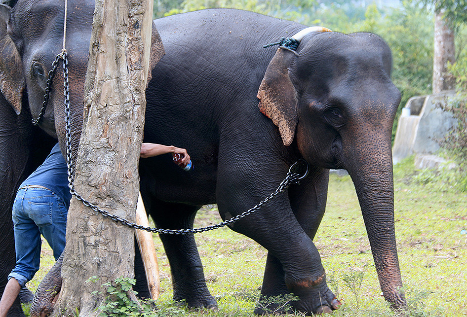 PLG Saree Amankan Gajah Liar dari Permukiman Warga