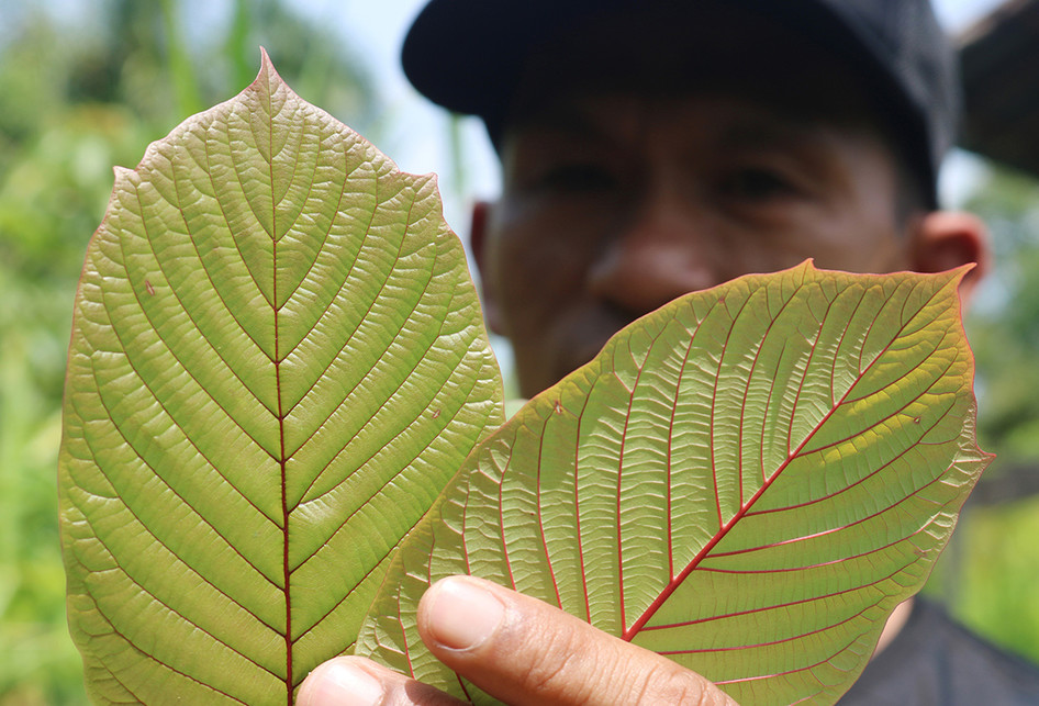 Daun Kratom di Tengah Legalitas dan Kepopuleran Khasiatnya