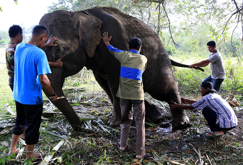 Gajah Jinak Alami Patah Tulang Diserang Kawanan Gajah Liar