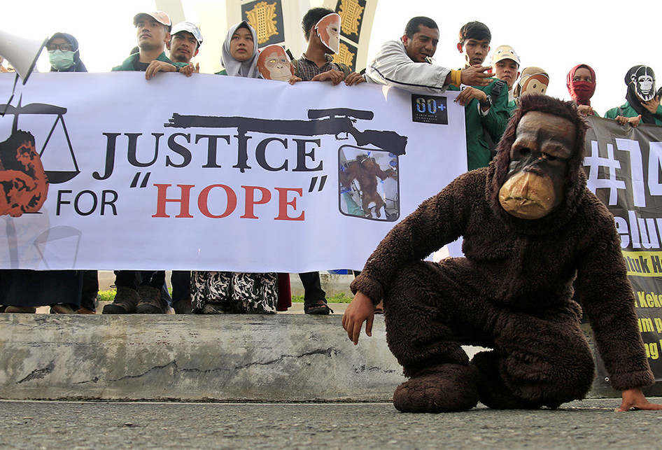 Aksi Damai Kutuk Penembakan Orangutan Hope