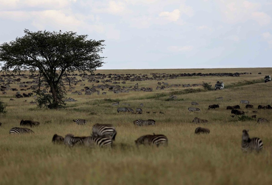 Taman Nasional Serengeti di Tanzania