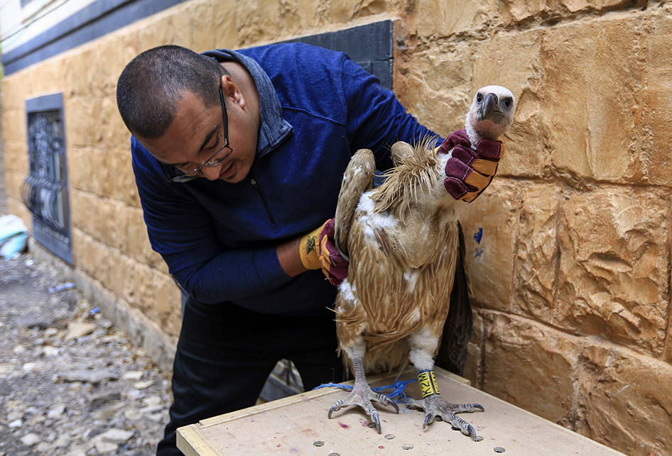 Burung Diduga Mata-mata yang Ditahan Tentara Yaman