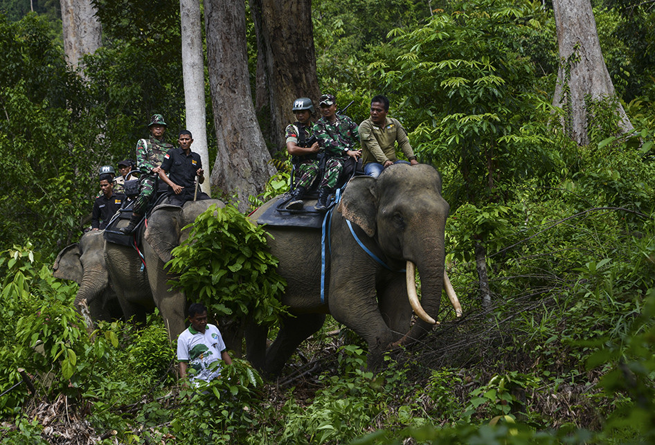 TNI Bersama Gajah Operasi Gaktib Hutan dan Satwa