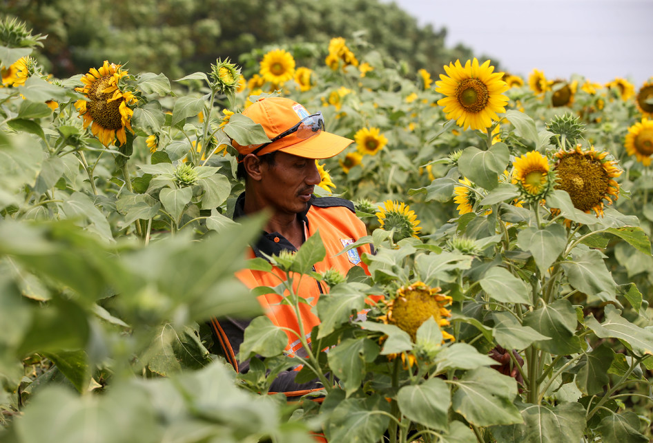 Bunga Matahari Jakarta / Perawatan Kebun Bunga Matahari Pemkot Jakarta Utara Budidayakan Bunga Matahari Youtube / Harga sunflower oil lily flower 5 ltr / minyak bunga matahari best seller.