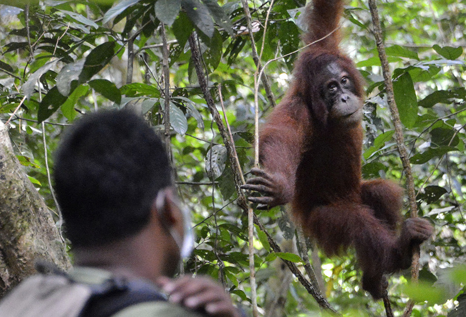 LEPAS LIAR ORANGUTAN SUMATRA