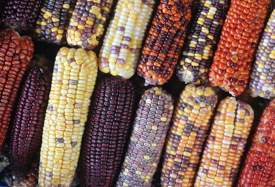 Uniknya Jagung Warna-warni di Cianjur