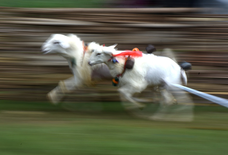 MELESTARIKAN TRADISI KARAPAN KAMBING