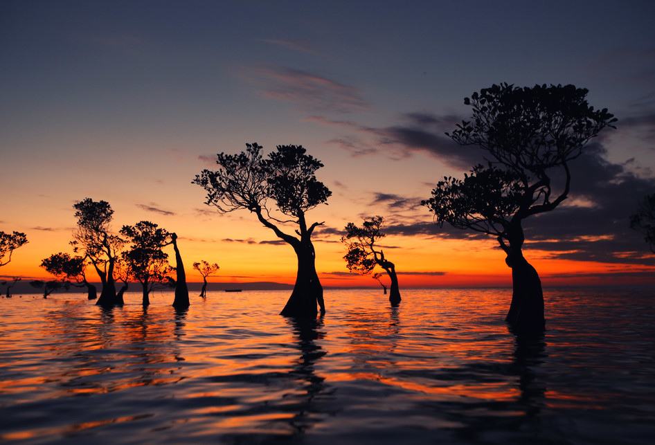 Menikmati Sunset dan Keunikan Pohon Menari di Pantai  