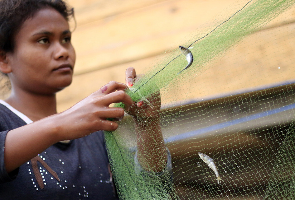 Ikan Depik Endemik Danau Laut Tawar