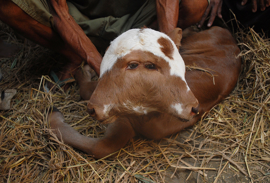 Bayi Sapi Berkepala Dua di Grobogan