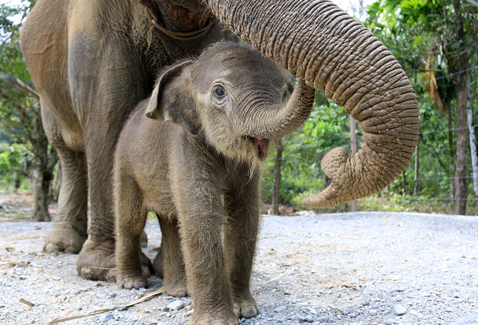 Tingkah Polah Bayi Gajah Betina yang Lahir Di CRU Aceh Barat