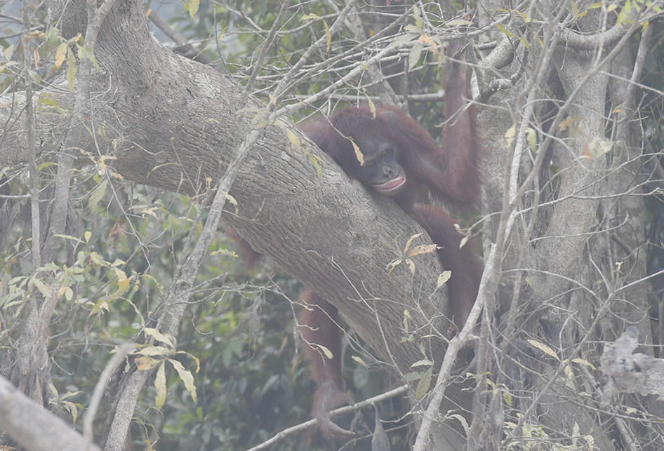 ORANGUTAN TERDAMPAK KABUT ASAP