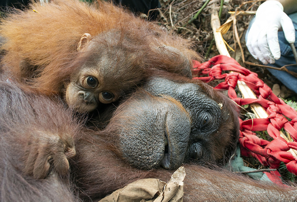 Dua Orangutan Diselamatkan dari Lokasi Kebakaran Hutan