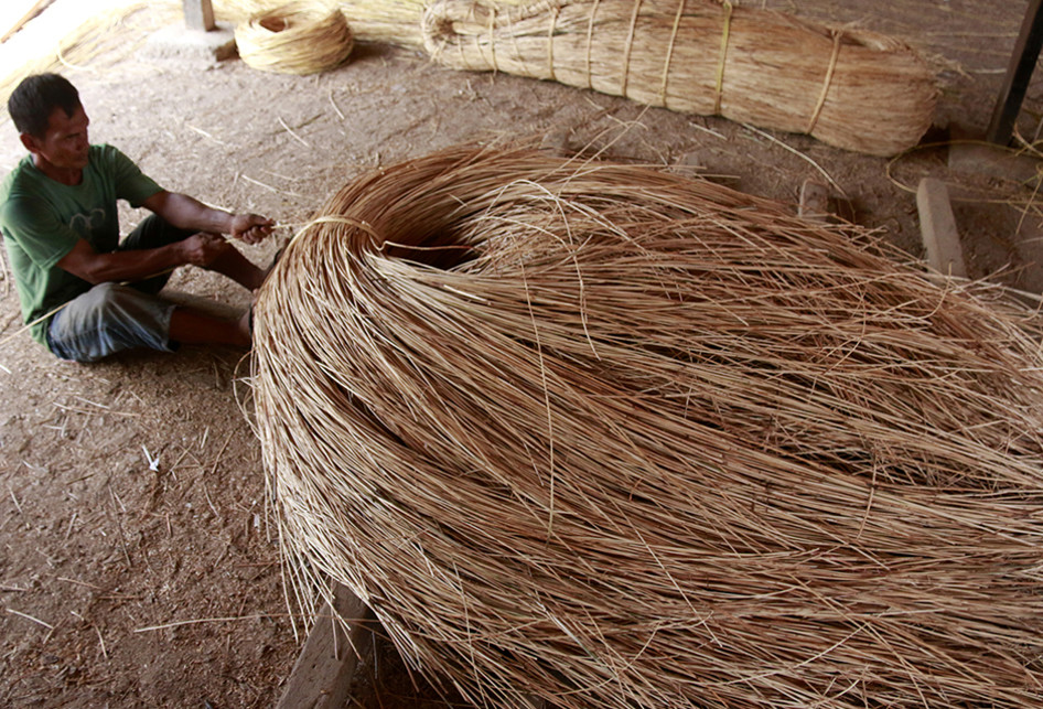 Rotan Bahan Baku Industri dari Aceh Besar