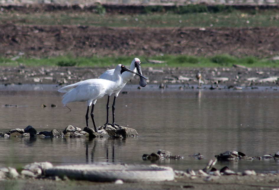 Burung Ibis Sendok Raja