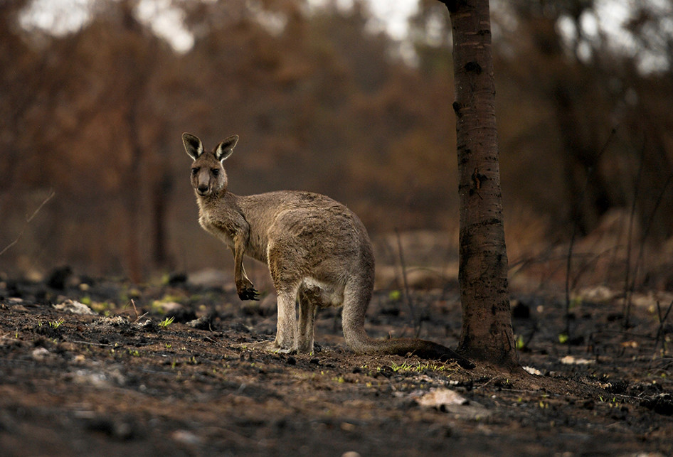 Dampak Kebakaran Hebat di Australia