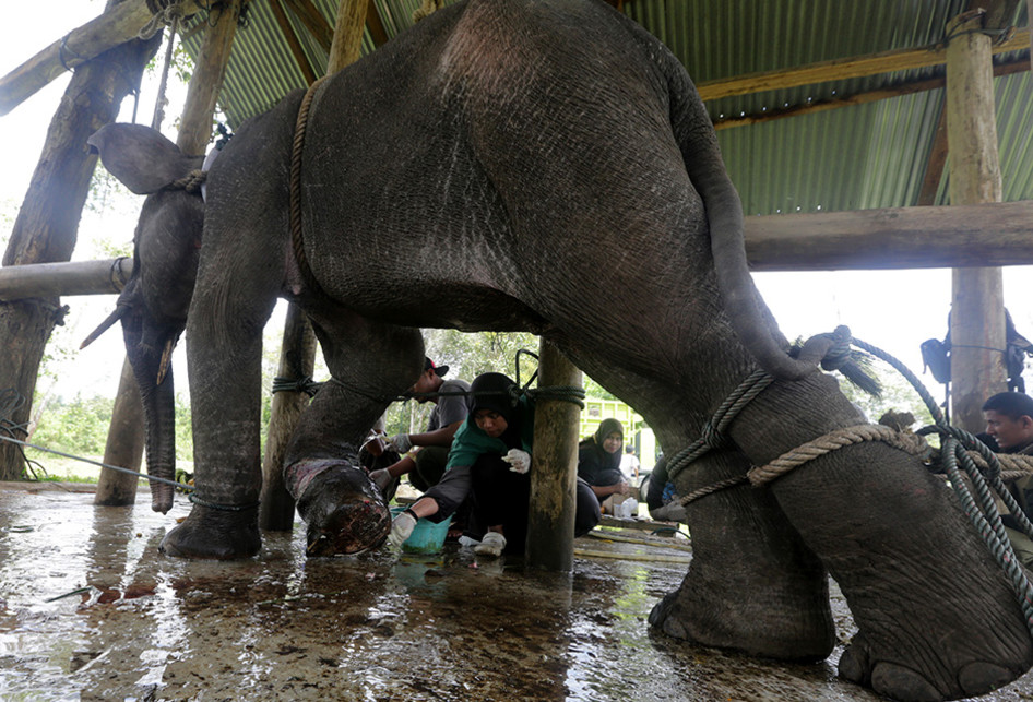  Kaki  Terluka Gajah  yang Terkena Jerat di Aceh Mendapat 