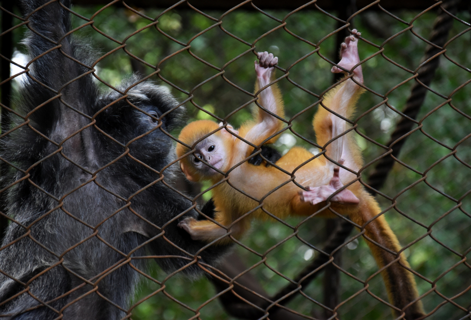 Bayi Lutung di Bazooga