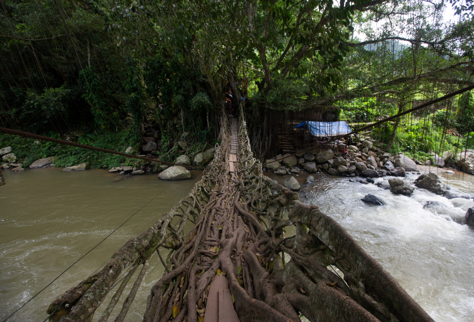 Jembatan Akar