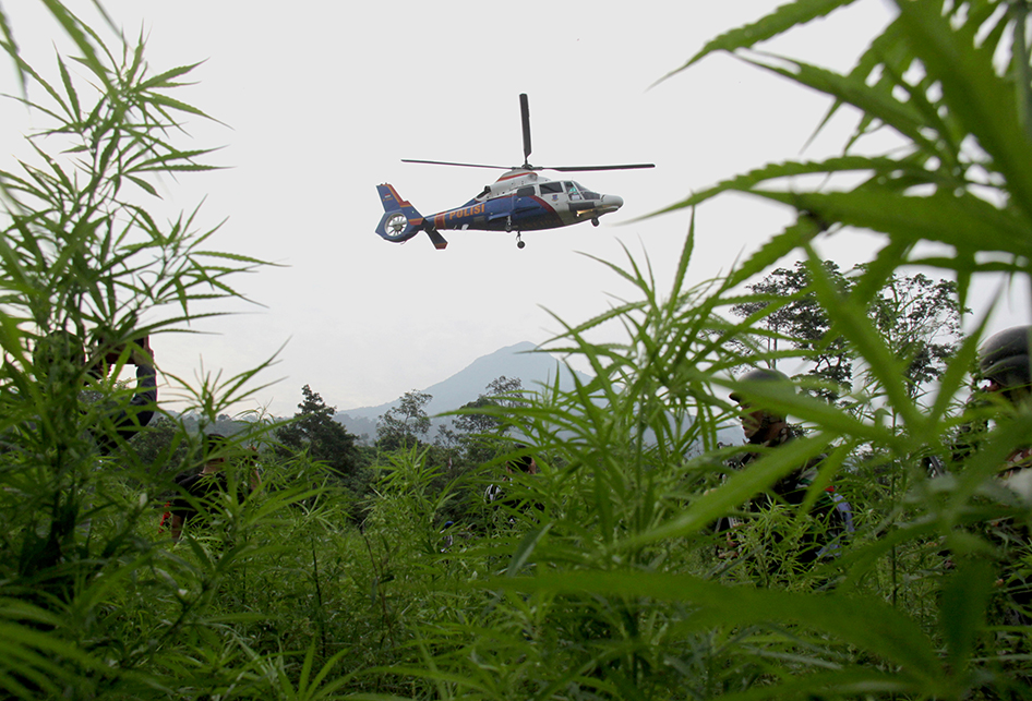 MEMUSNAHKAN MARIJUANA DI TANAH RENCONG