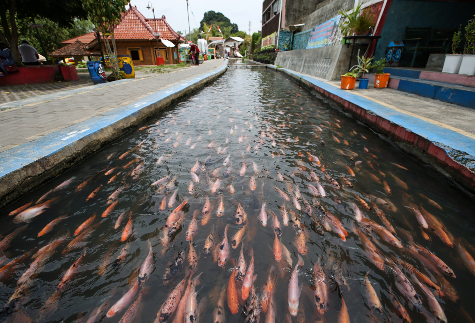 Sulap Saluran Irigasi untuk Budidaya Ikan